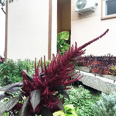 מלון роди סיליסטרה