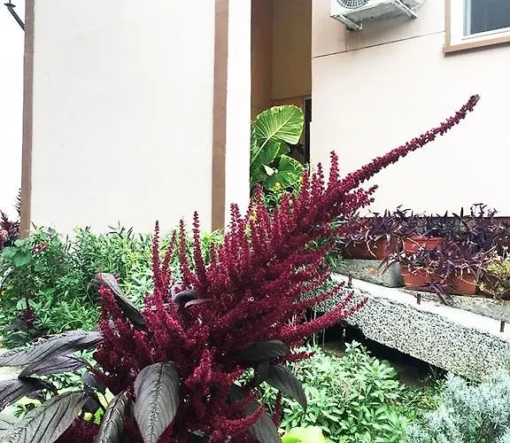 מלון роди סיליסטרה